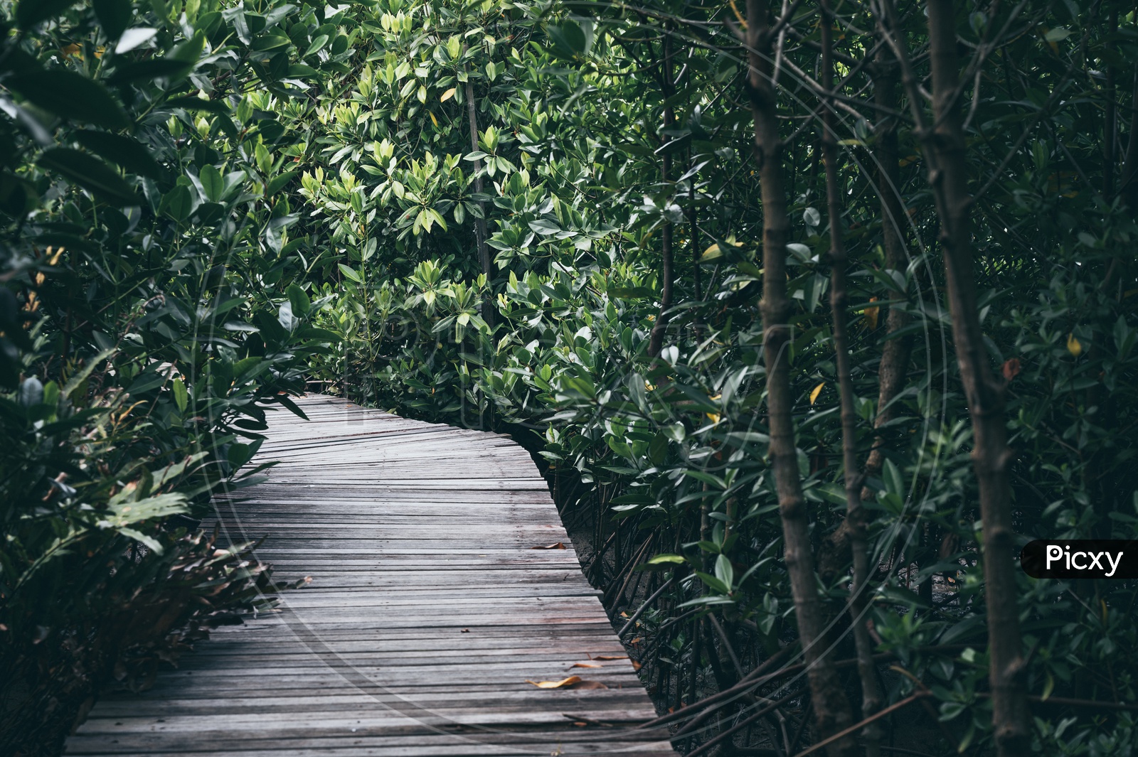 A Wooden boardwalk in Thailand mangroves