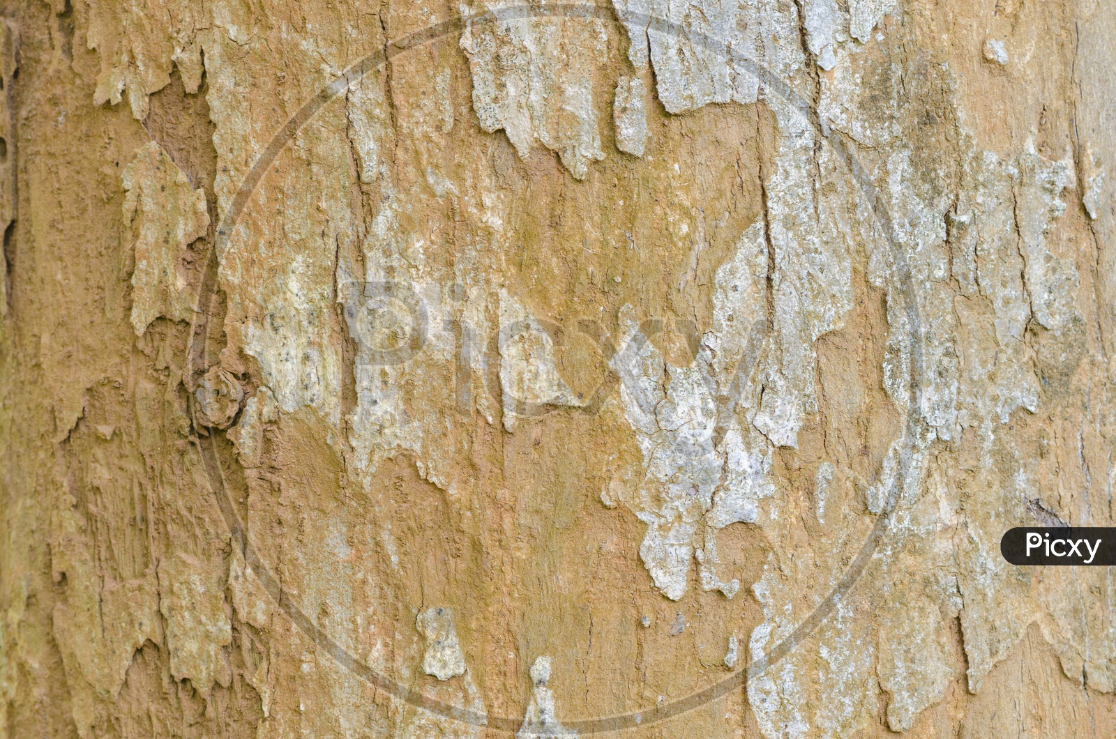 Brown Tree bark texture