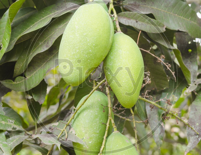 Mango fruit on tree in the mango orchard organic garden