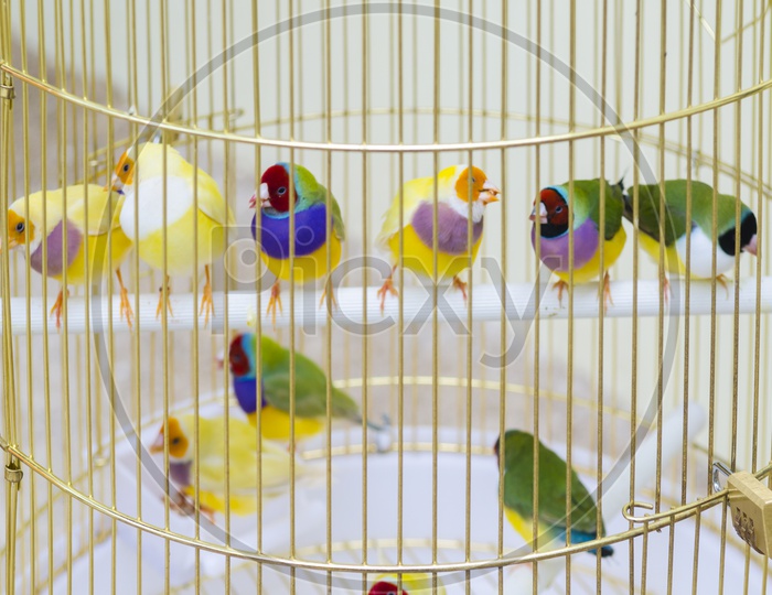 Group of Zebra finches sitting on a perch in a cage.