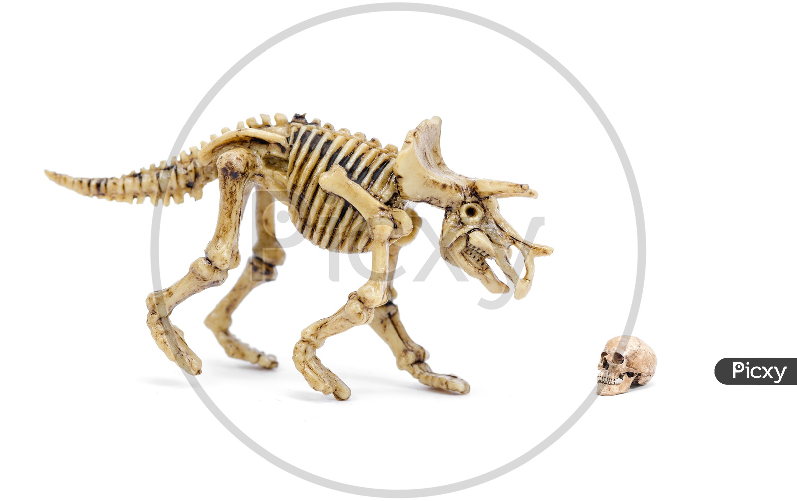 Dinosaur skeleton and Human Skull  Toy On an Isolated White Background