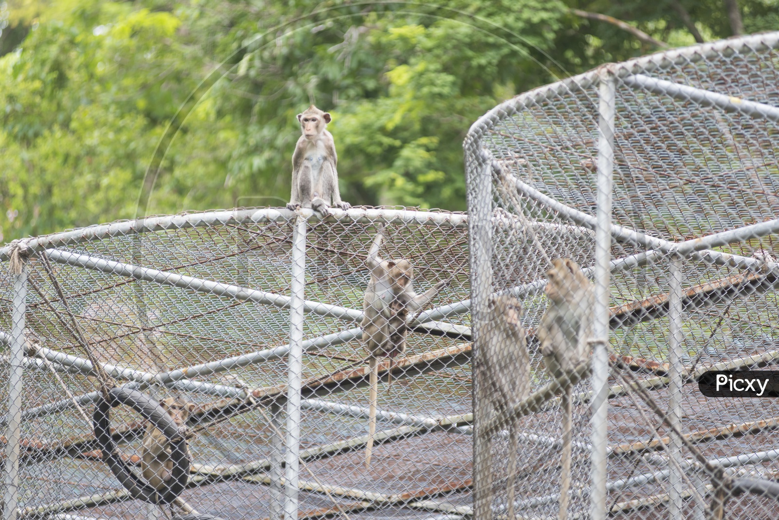 Monkeys in Cage, Thailand