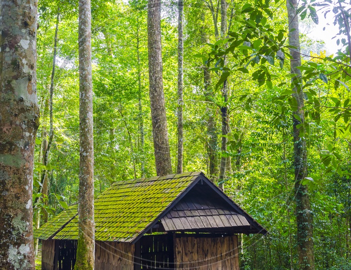 Wooden Huts With Green Algae Over Them at Phu hin Rong Kla National Park, Thailand
