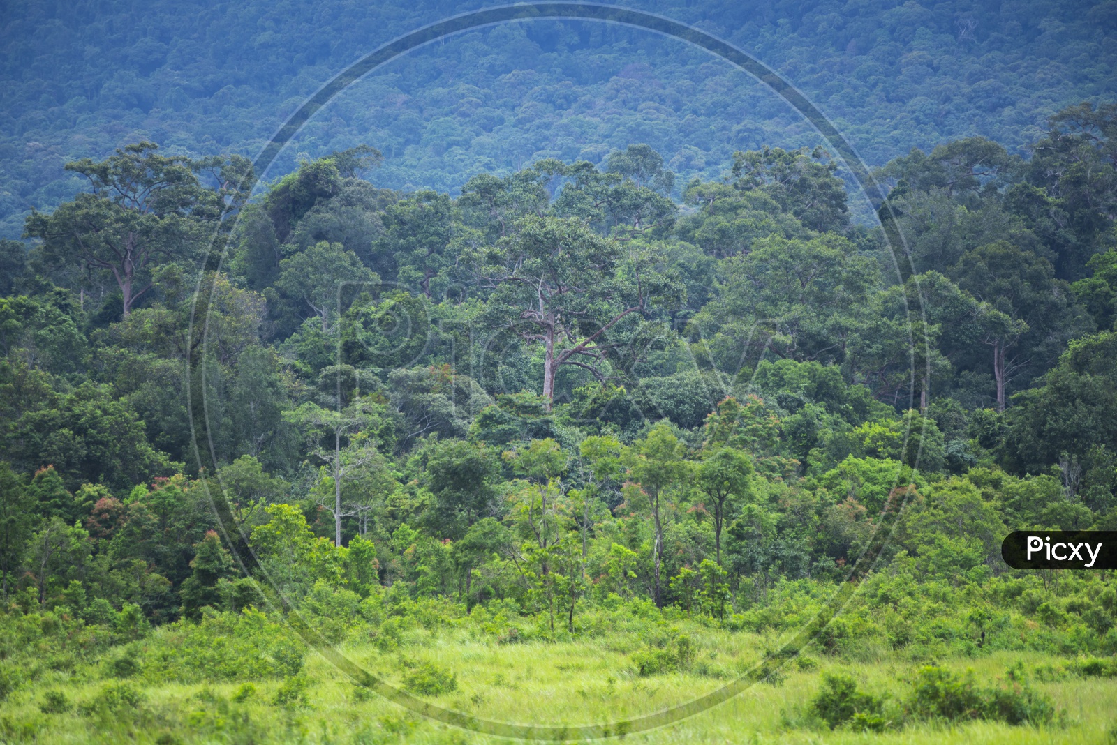A Landscape of tropical rain forest in  Khao Yai National Park, Thailand