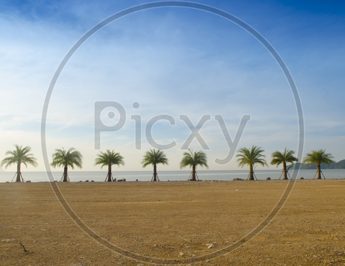 Palm Trees In a Beach With Sky and Beach Sand