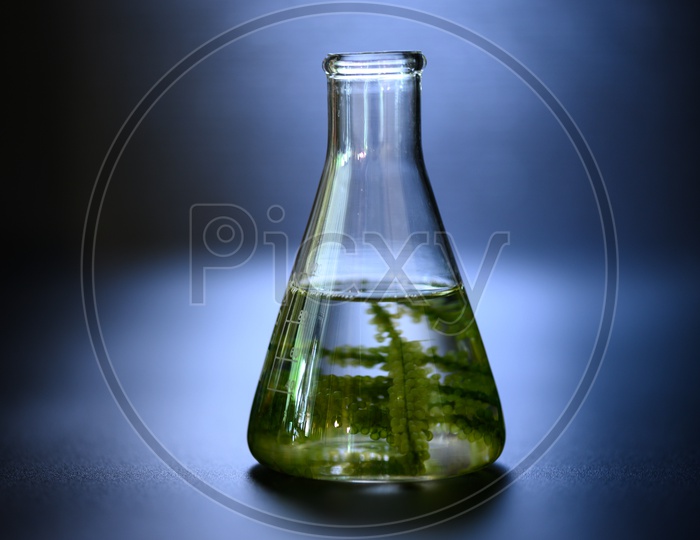 A Conical flask containing sea weed