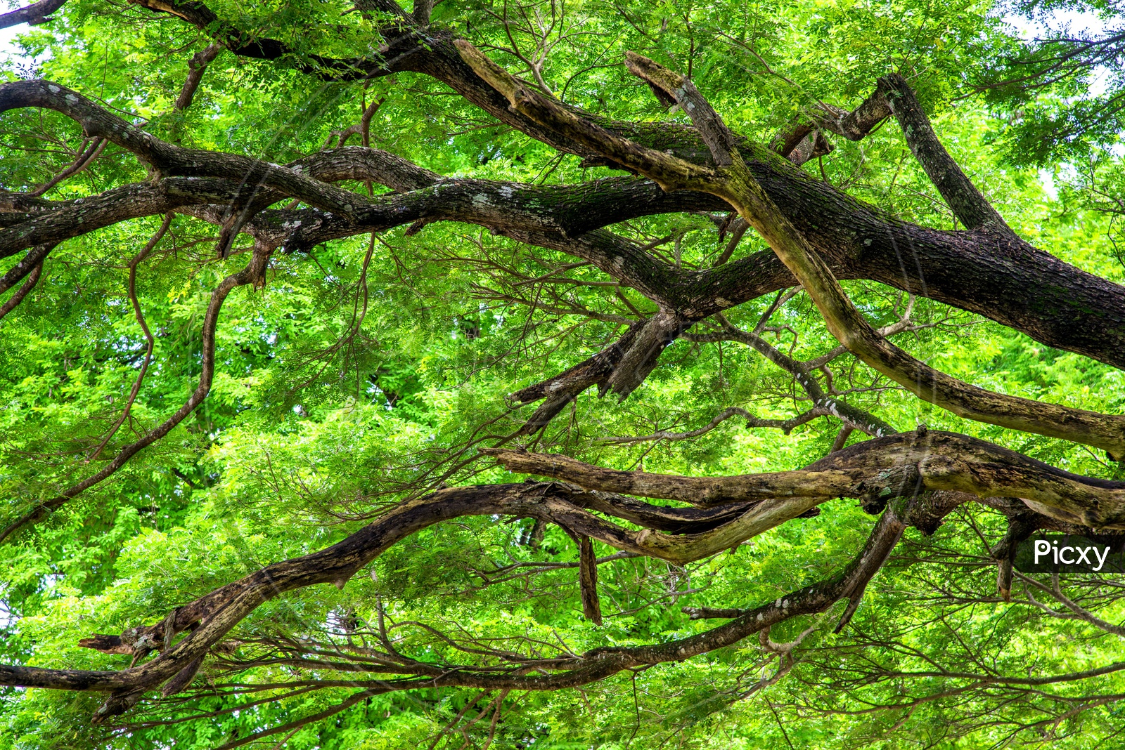 Branches of a Green tree In a Tropical Forest Forming a Background