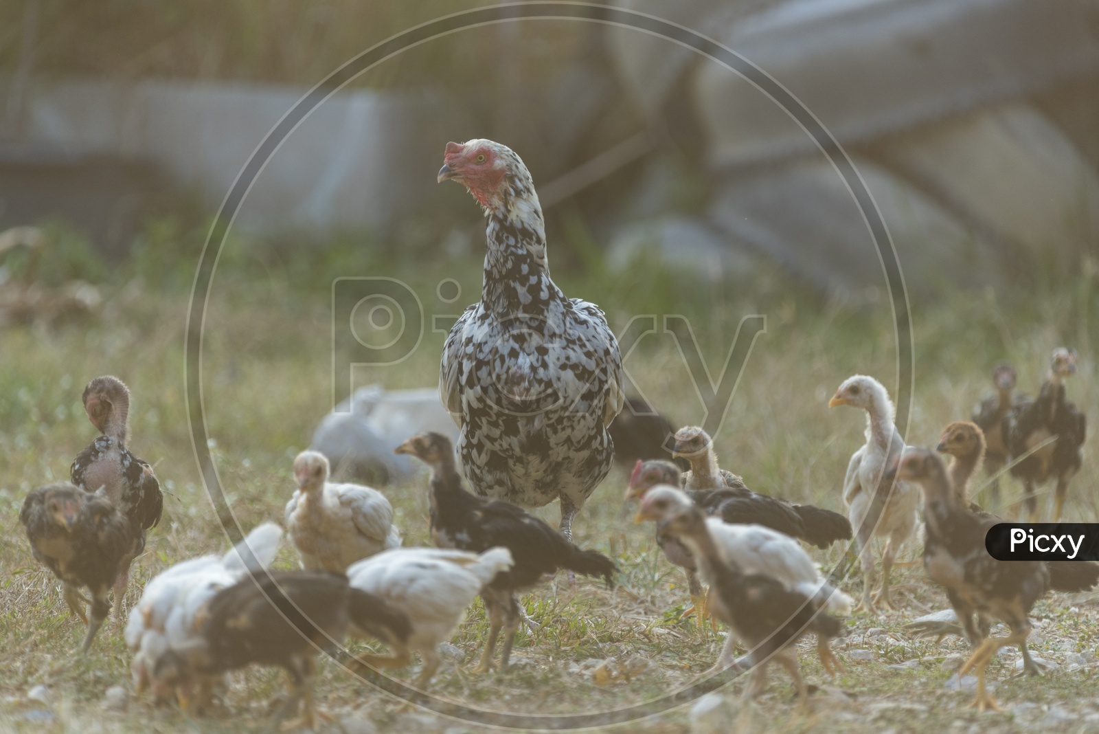 Hen with Baby chicks in field, Sunset