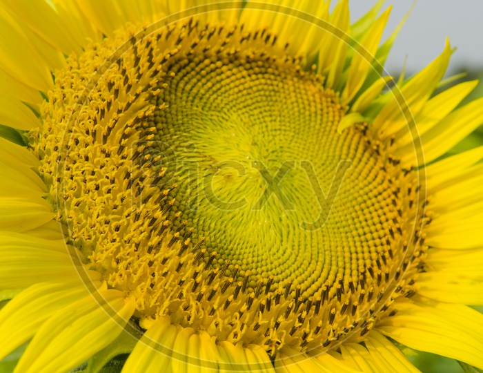 texture of sun flower