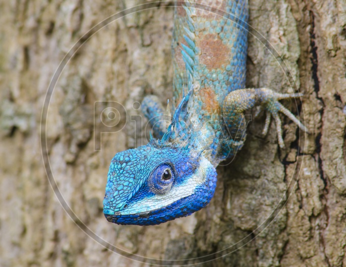 Blue Lizard with big eyes in the Thai Forest