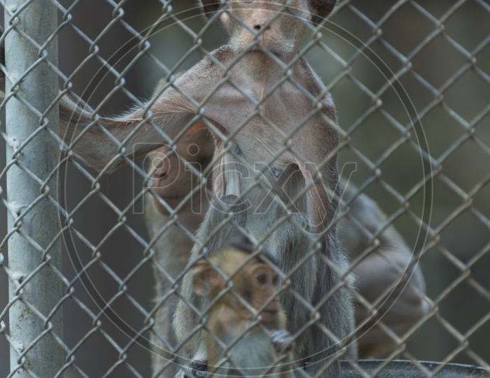 Monkeys in cage, Thailand