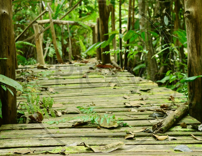 A Wooden path way along the Mangrove forest, Thailand