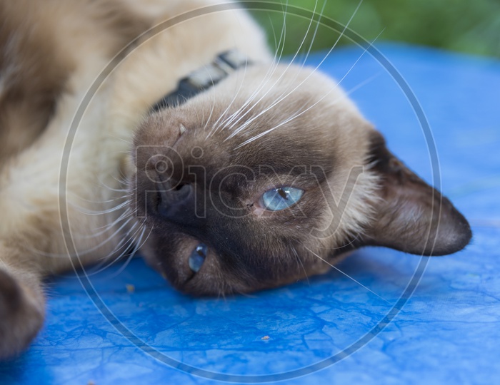 A Blue eyed Cat in Thailand