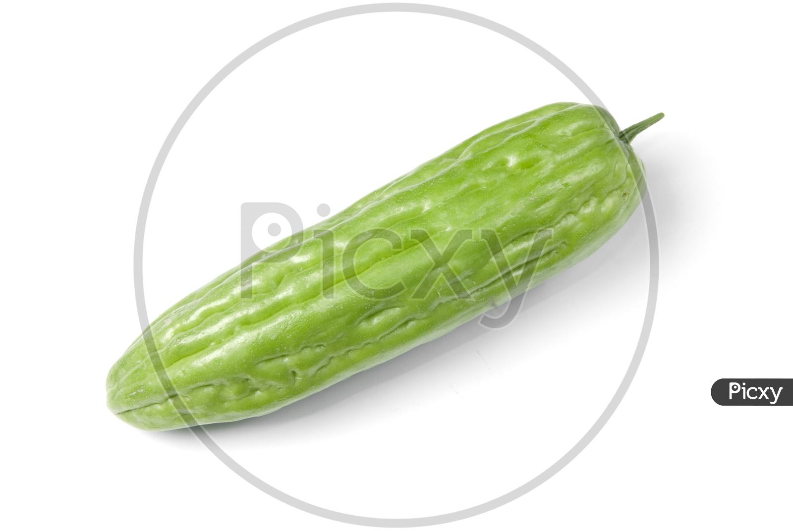 Close up of Zucchini Vegetable