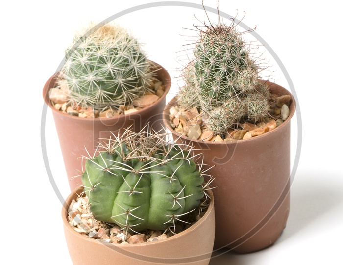 Different cactus plants in pots