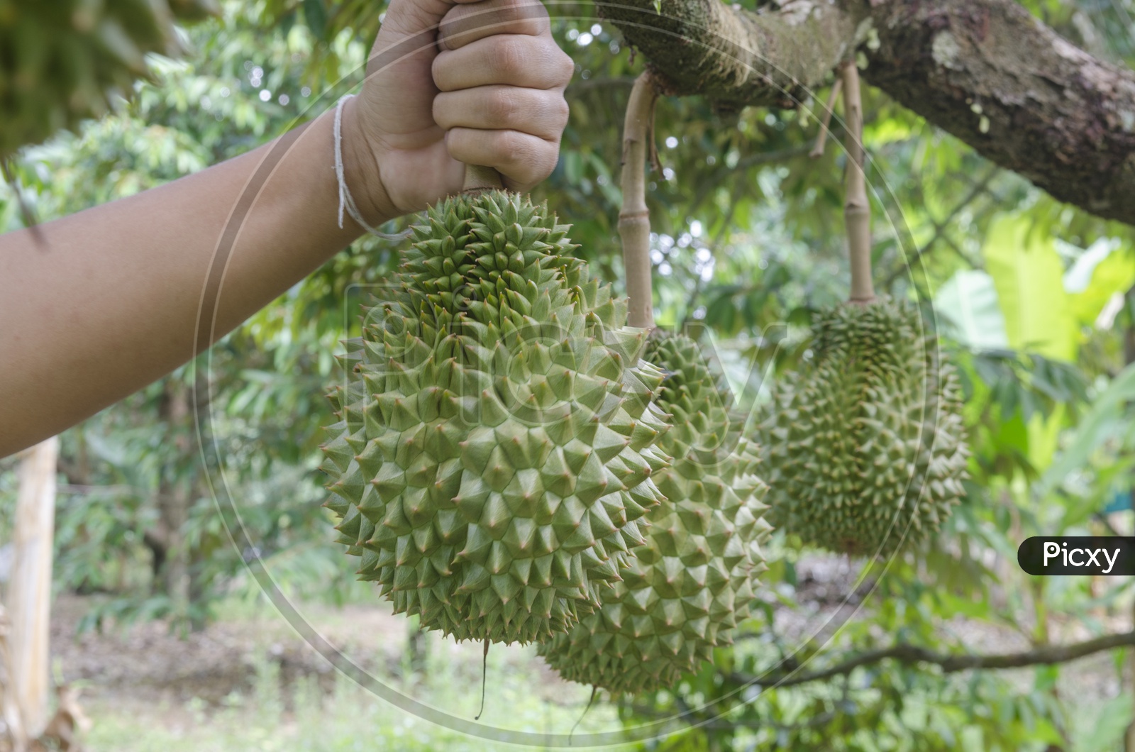 A Man Holding Fresh Durian Fruit in Hand