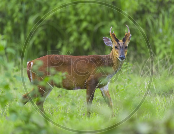 Closeup of fea's barking deer in Khao Yai National Park