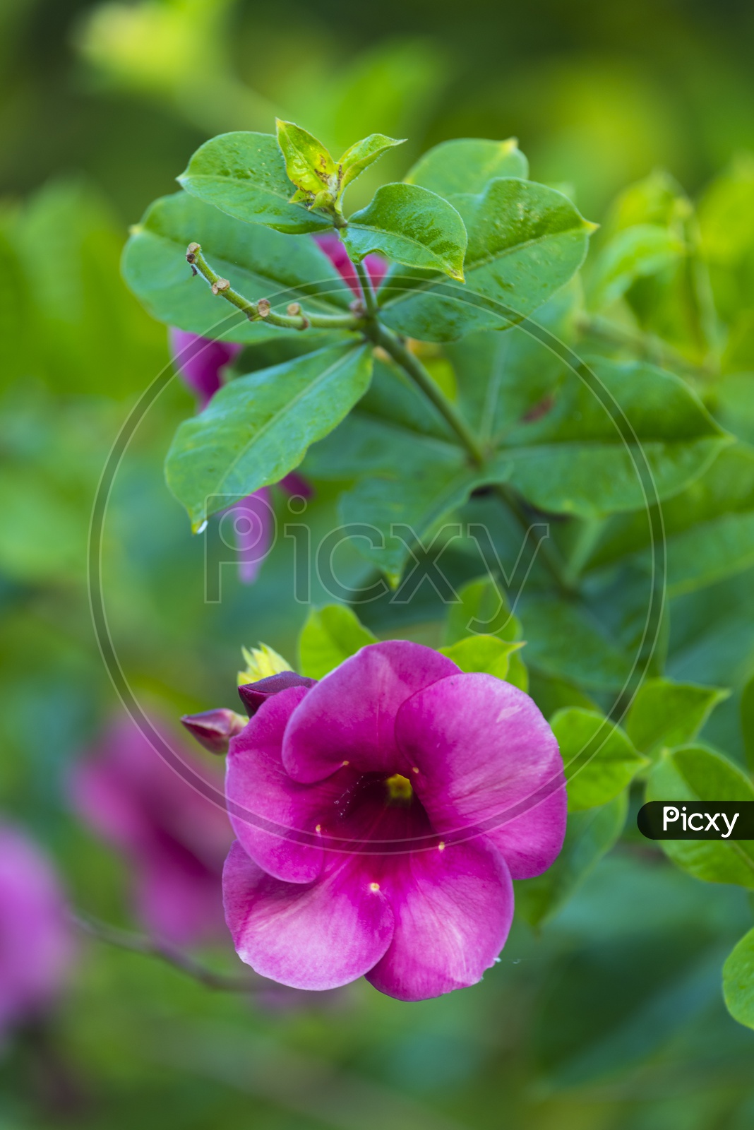 Impatiens flower with green background