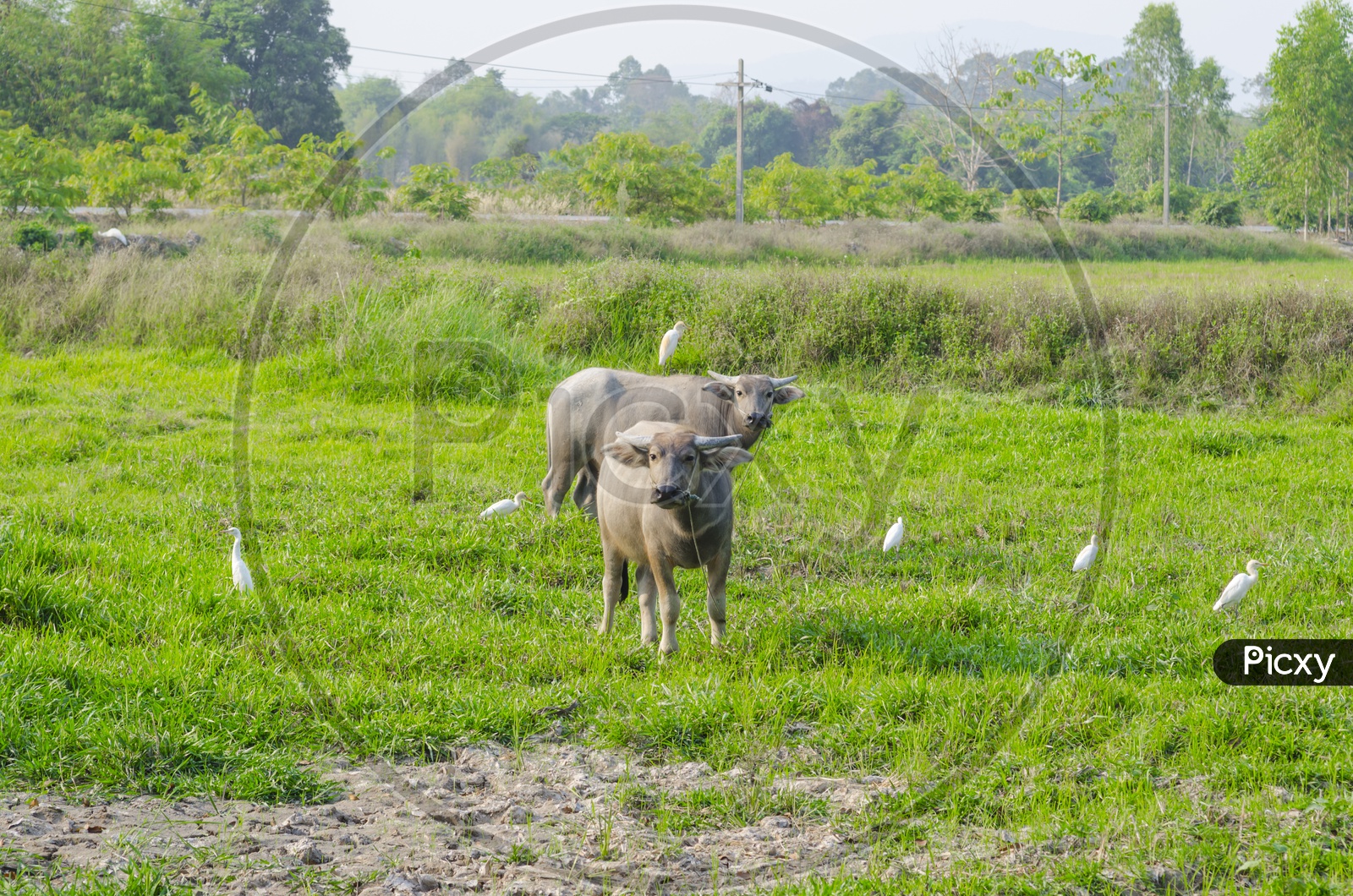 Water buffaloes in a Agriculture Field, Thailand