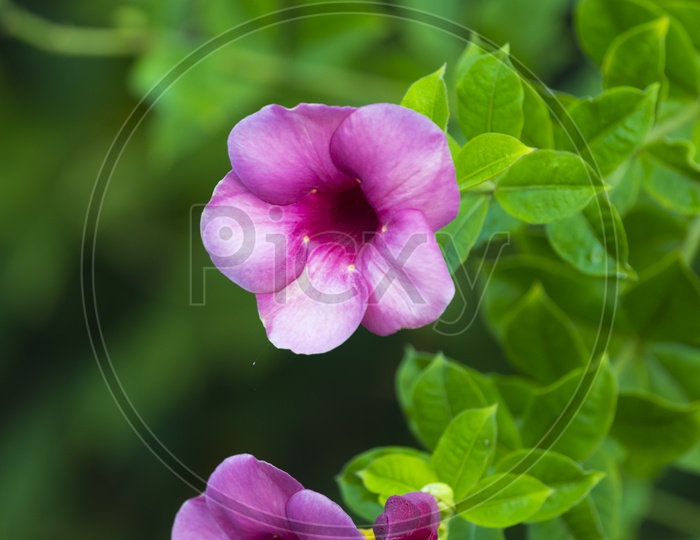 Impatiens flower with green background