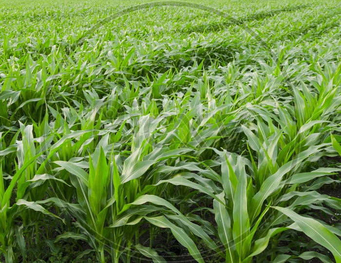 A Thailand corn field
