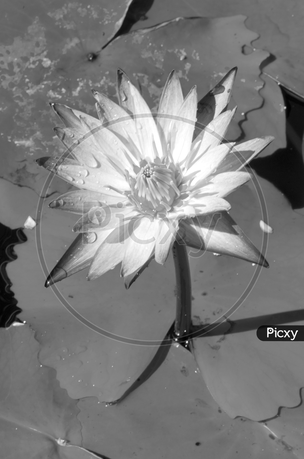 Black and white lotus