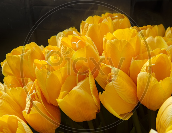 A Bunch of Yellow tulips