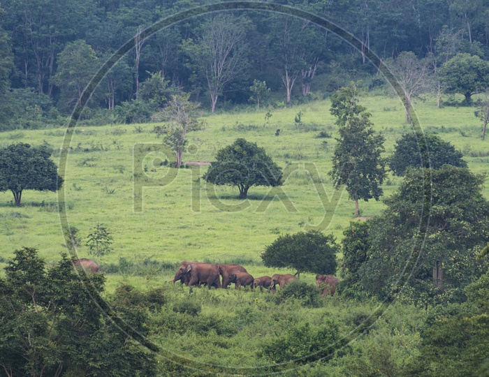 Elephants in the Thailand Forest