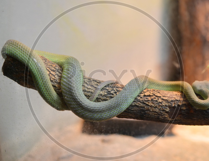 Green snake or Pit Viper Snake  on a Tree Branch