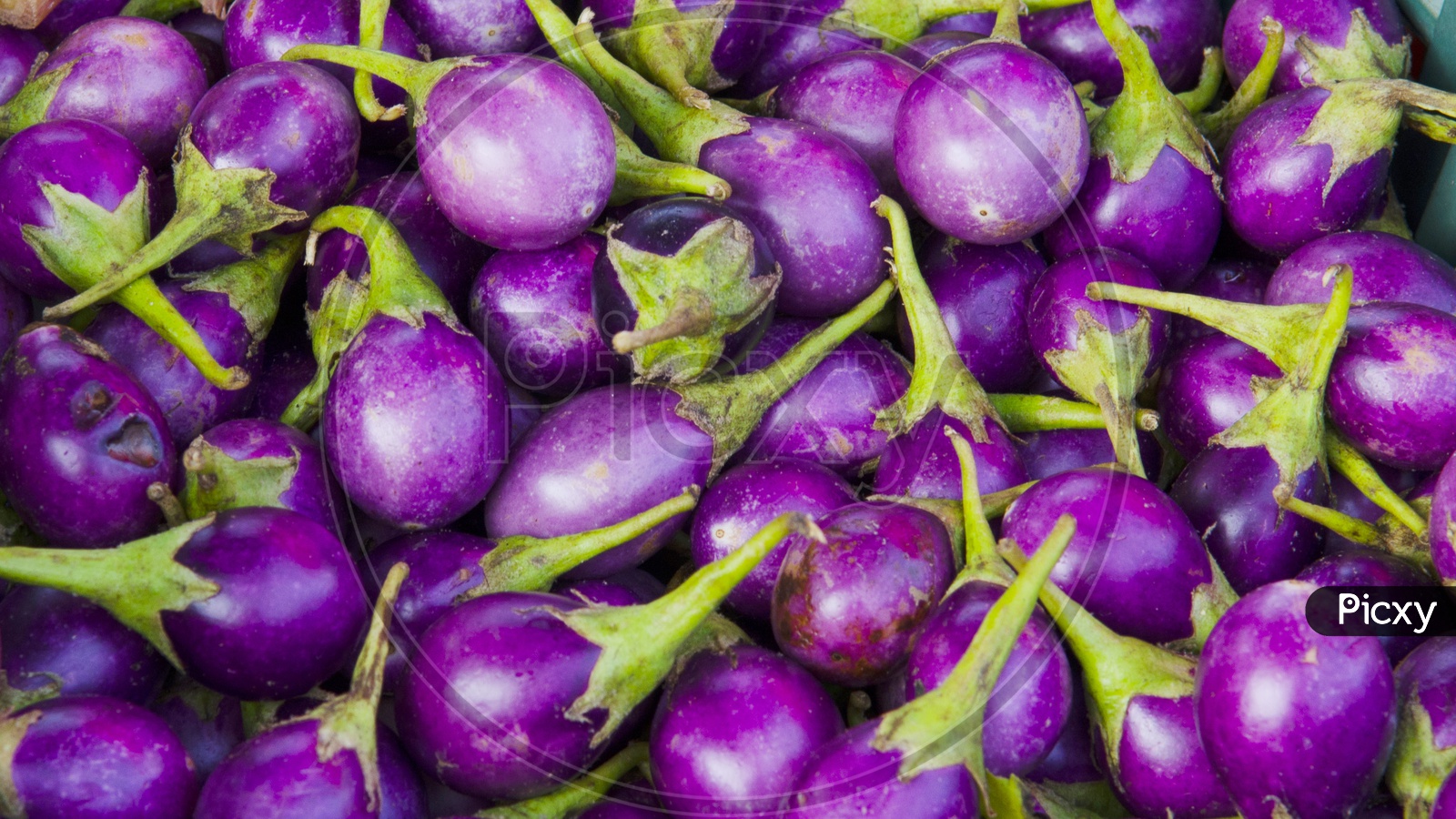 Eggplant or Brinjal