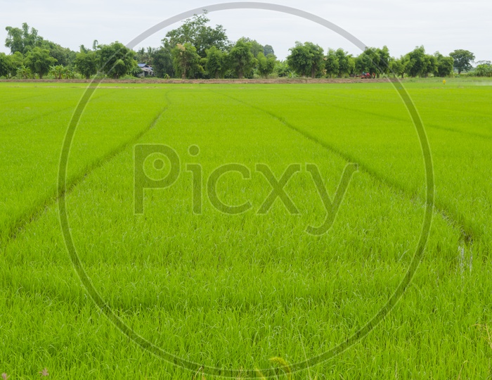 Beautiful rice fields of Thailand