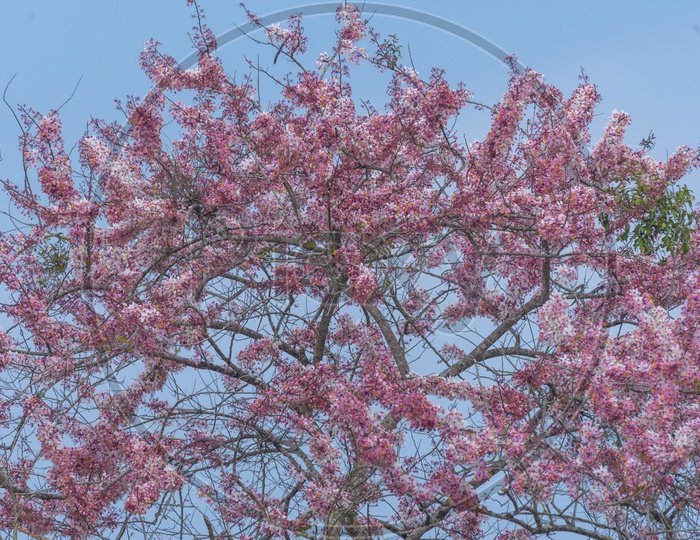 Pink Flowers on Tree