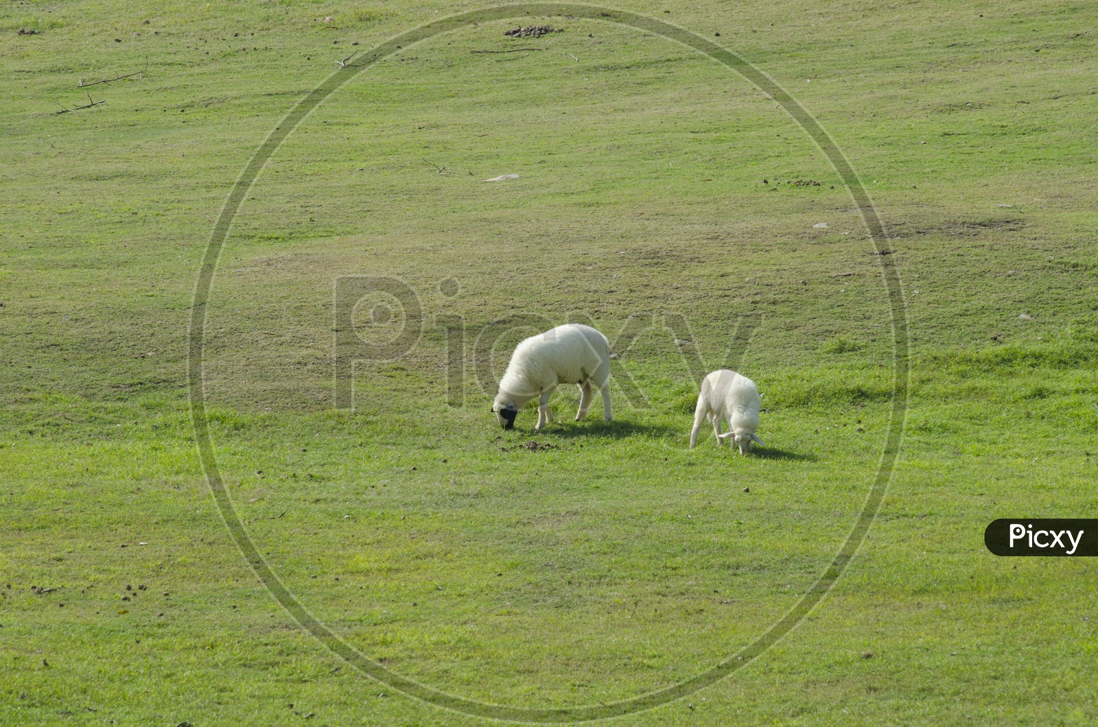 View of Two Sheep grazing  in South island, New Zealand.
