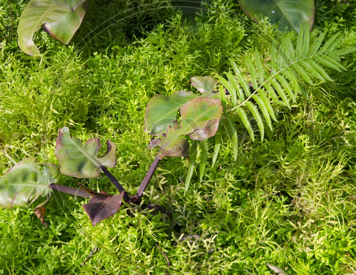 Lush Green Plants in a Garden