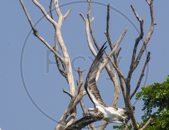 An Osprey bird flying off from the tree