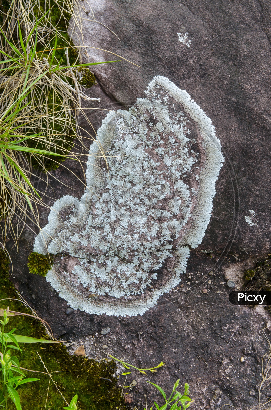 Close up of Lichen texture in Lan  Hin Taek at Phu Hin Rong Kla national park in Thailand