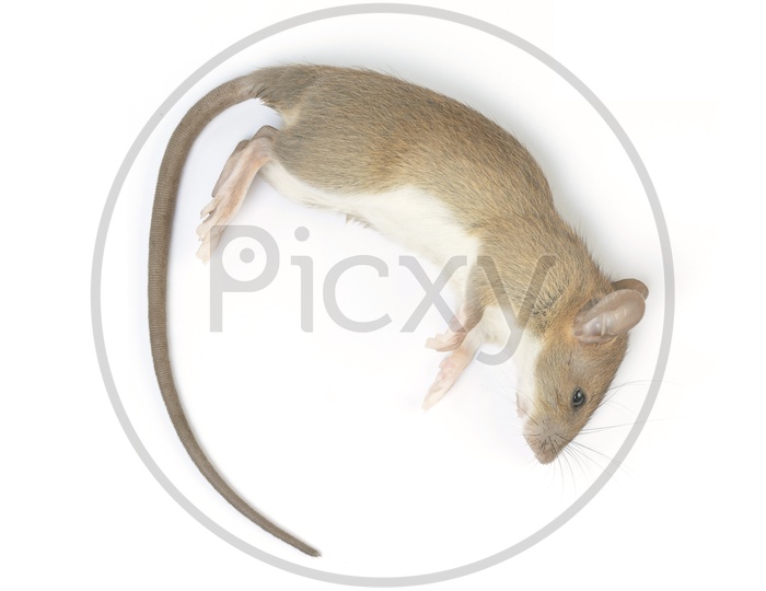 A Dead Mouse Isolated on White Background