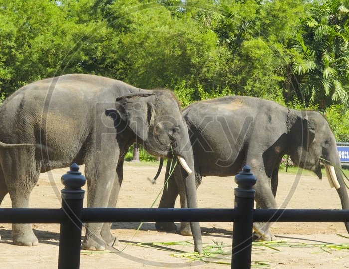 Thai elephants in farm