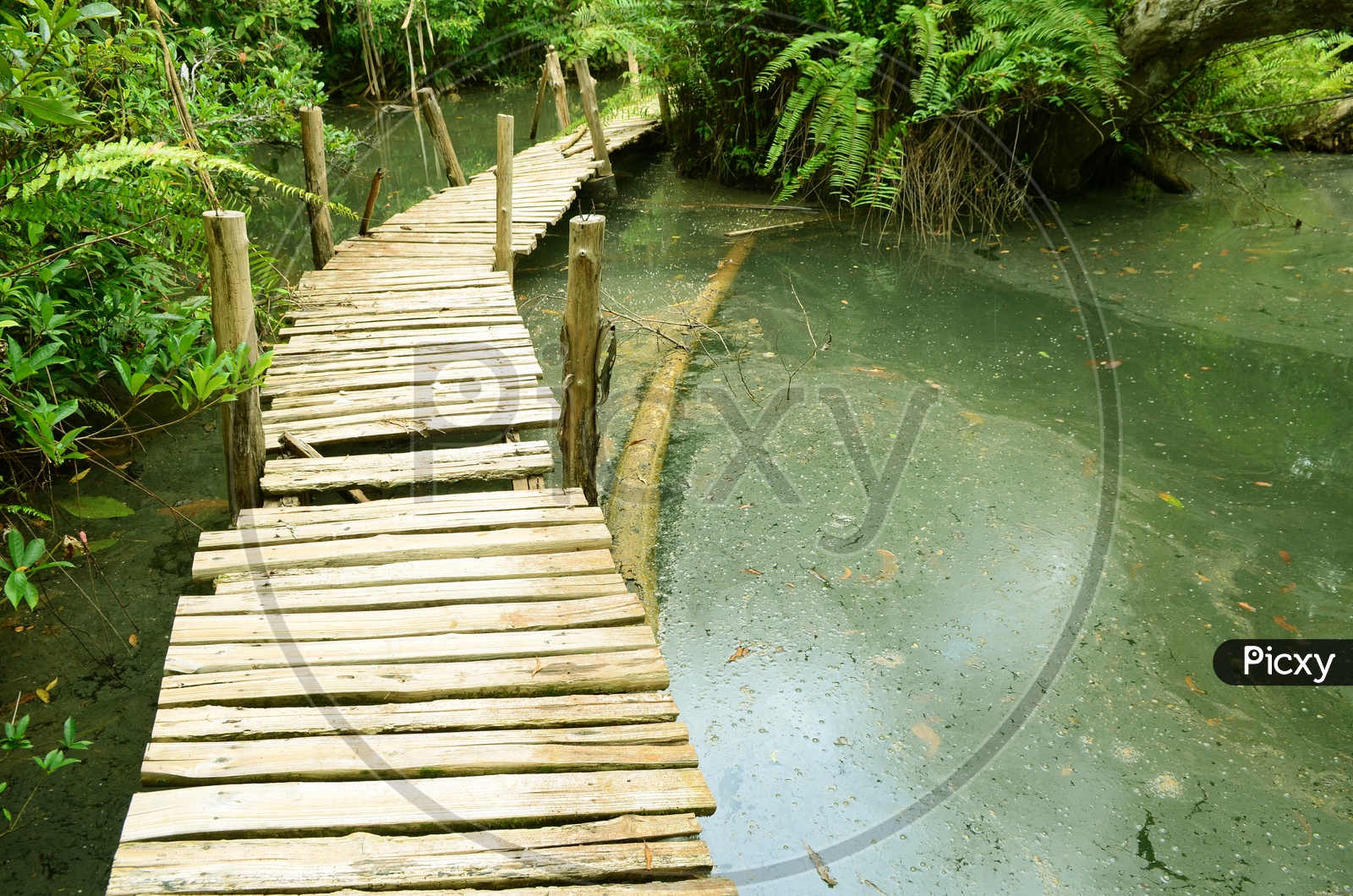 A wooden boardwalk along the Mangrove forest, Thailand
