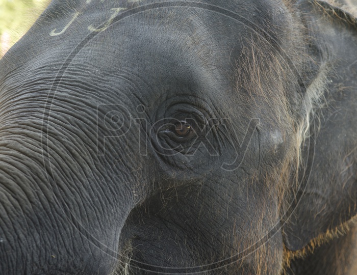 A Close up of Thai Elephant's eye