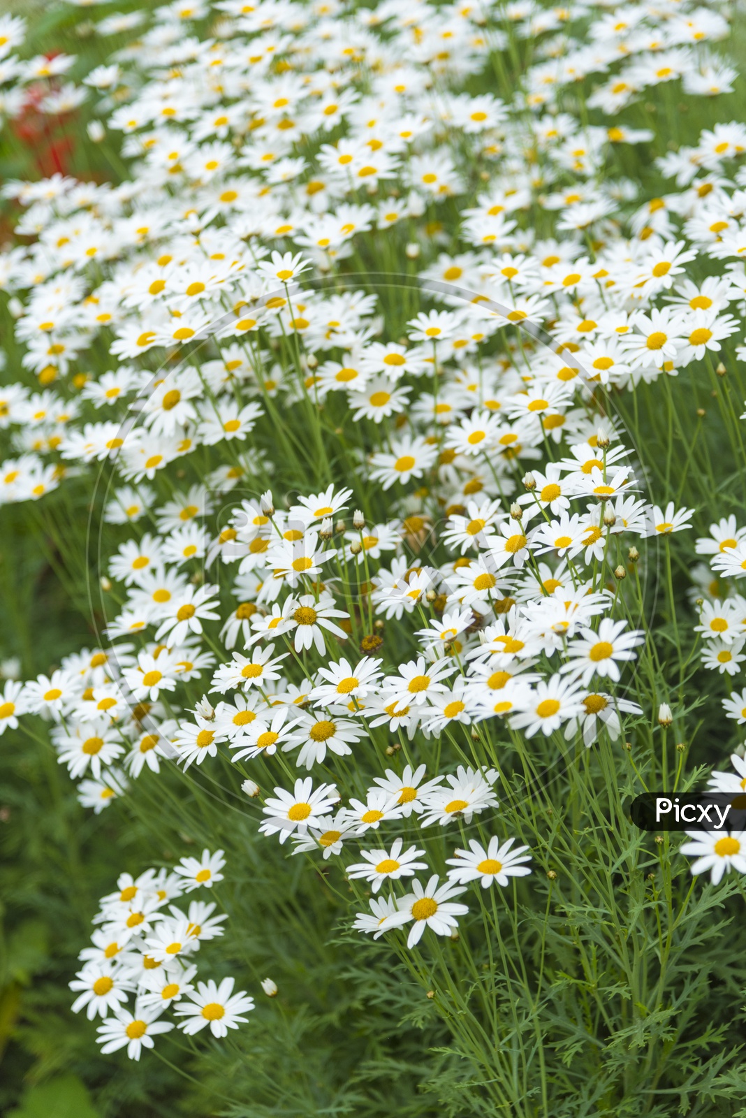 Beautiful Daisy Flowers in a Garden