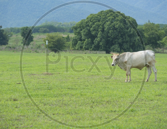 An Outdoor cattle field in Thailand