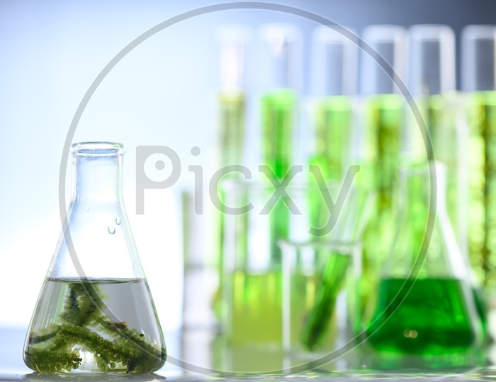 Photobioreactor algae fuel research in Thailand