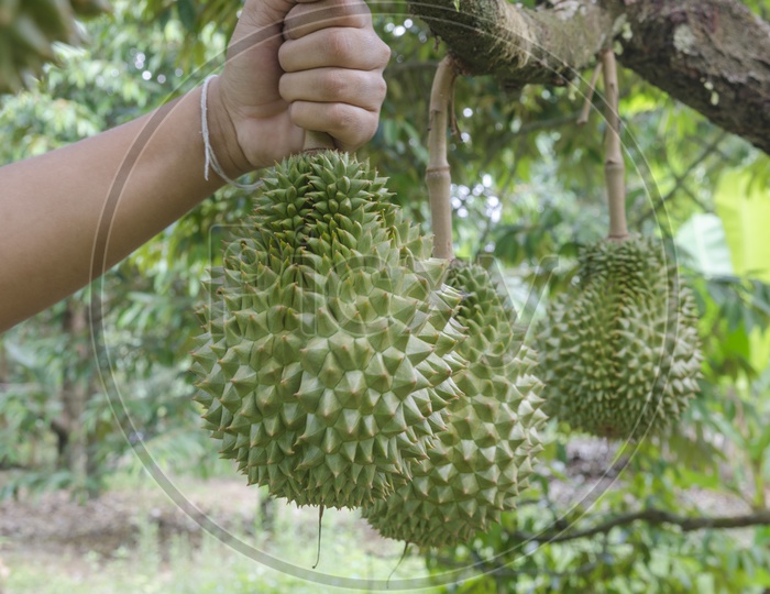 A Man Holding Fresh Durian Fruit in Hand