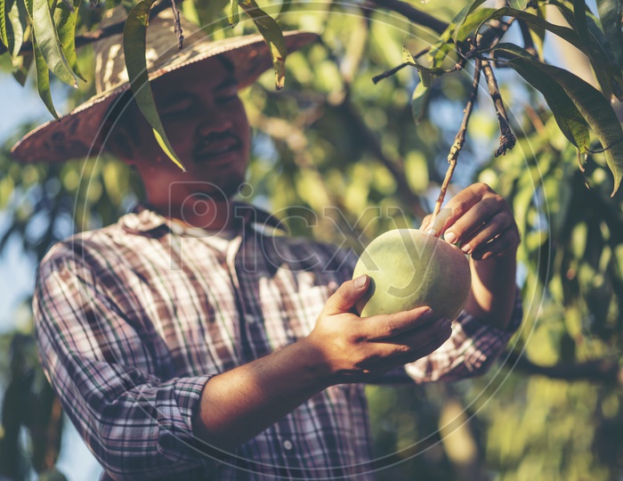 Asian young farmer in his Mango Orchard in Thailand