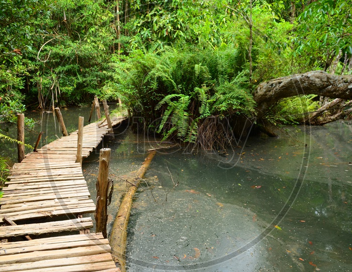 A Footwalk along the Mangrove forest, Thailand