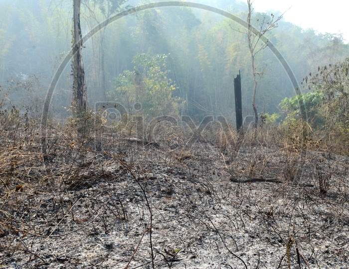 Burnt forest in the Western Thailand