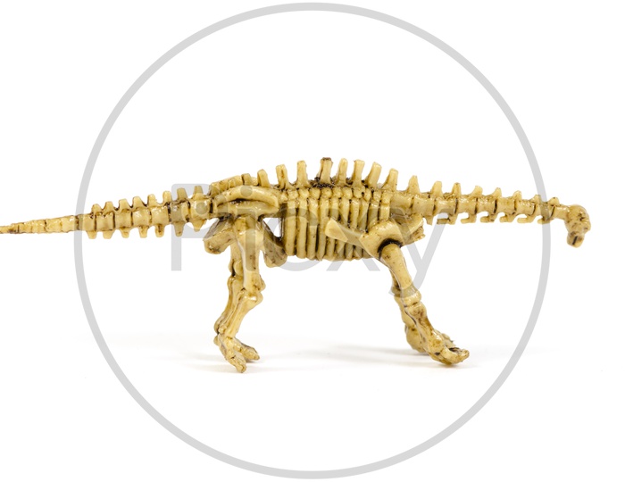 Dinosaur skeleton  Toy On an Isolated White Background