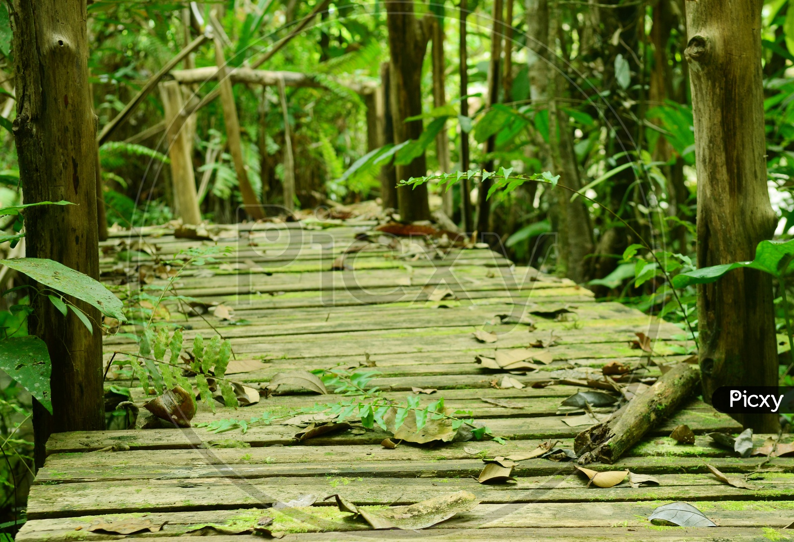 Wood path during fall along the Mangrove forest, Thailand
