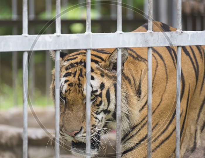 A Bengal Tiger in Thailand Zoo